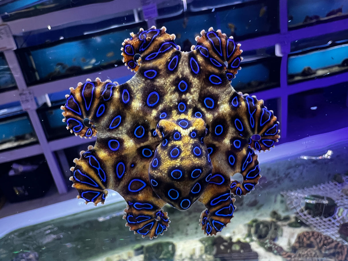 Blue Ringed Octopus VENOMOUS Hapalochlaena