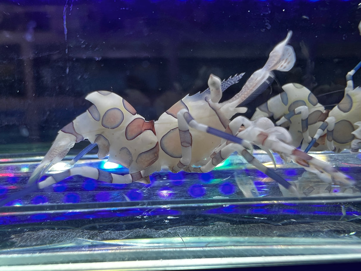 Harlequin Shrimp