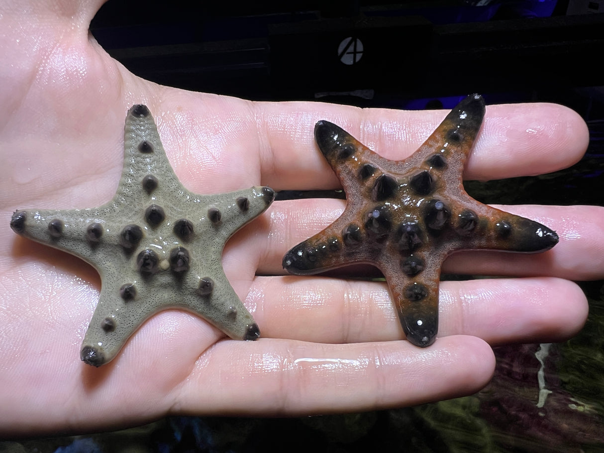 Chocolate Chip Starfish (small)