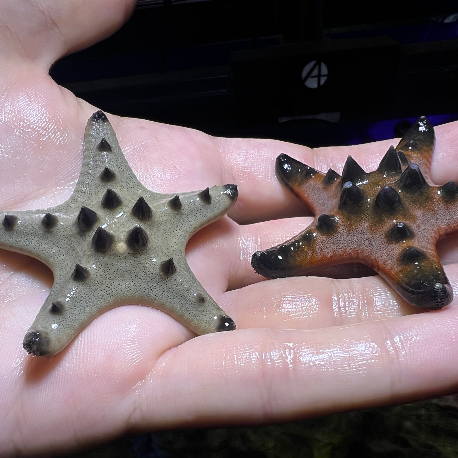 Chocolate Chip Starfish (small)