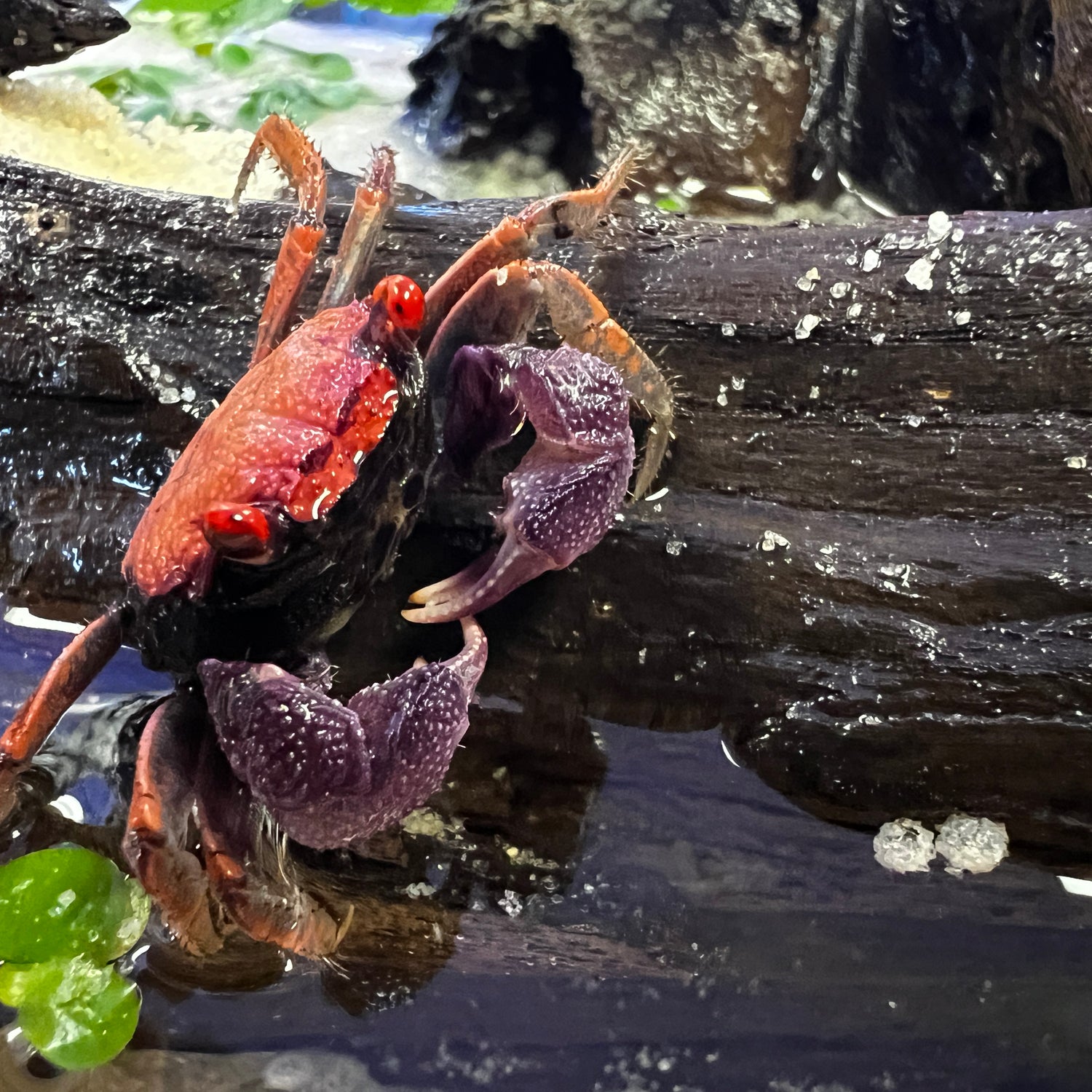 Orange Disco Vampire Crab