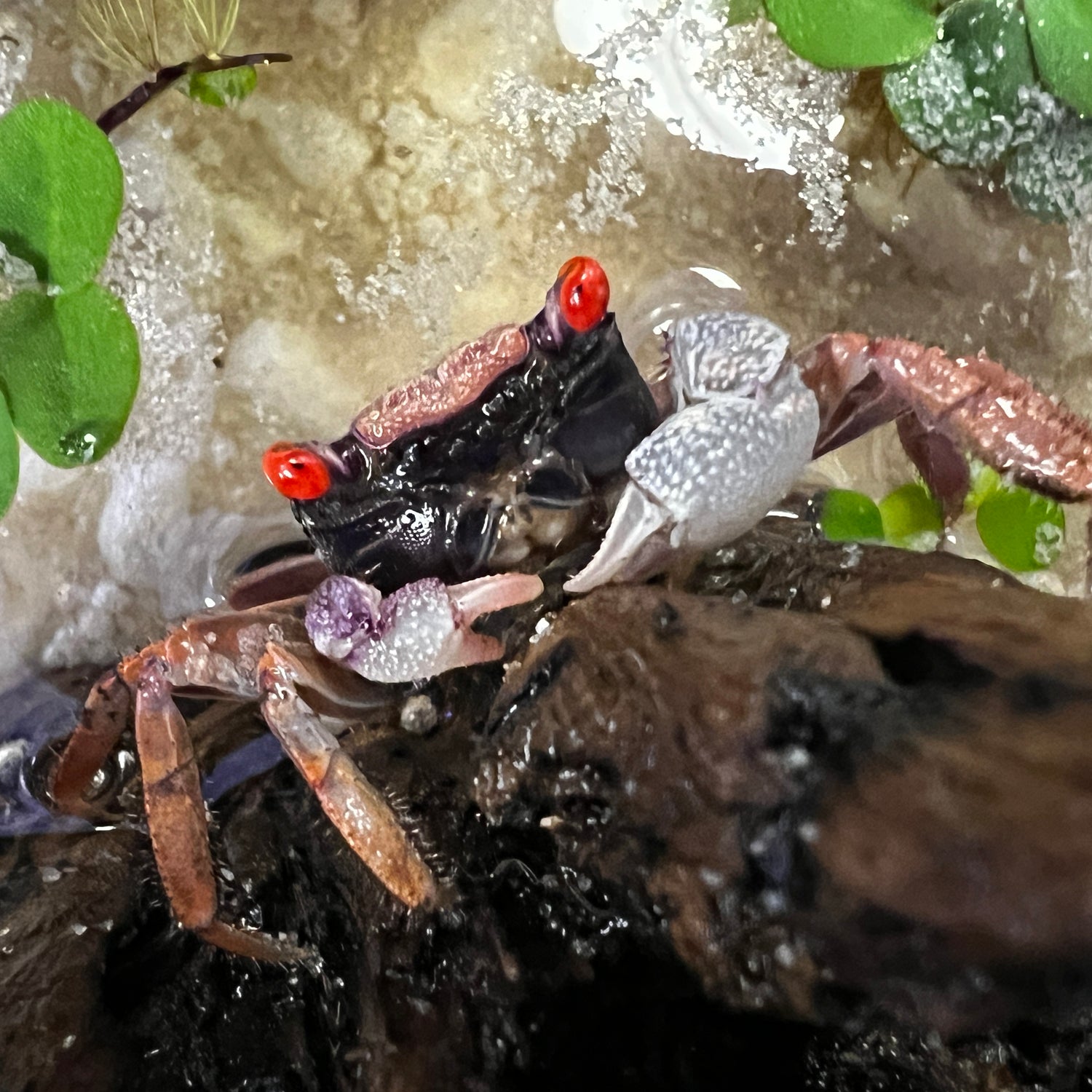 Orange Disco Vampire Crab