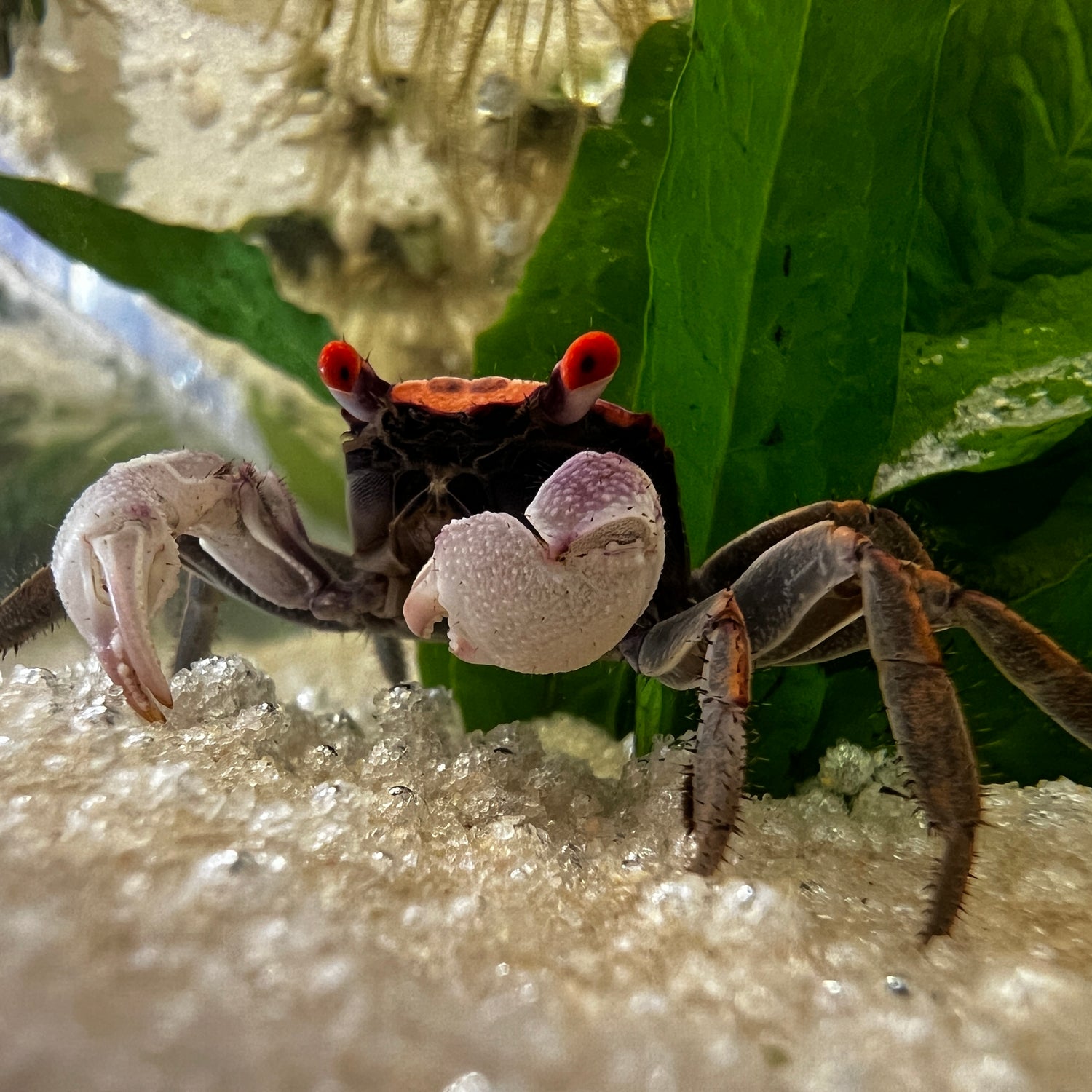 Orange Disco Vampire Crab