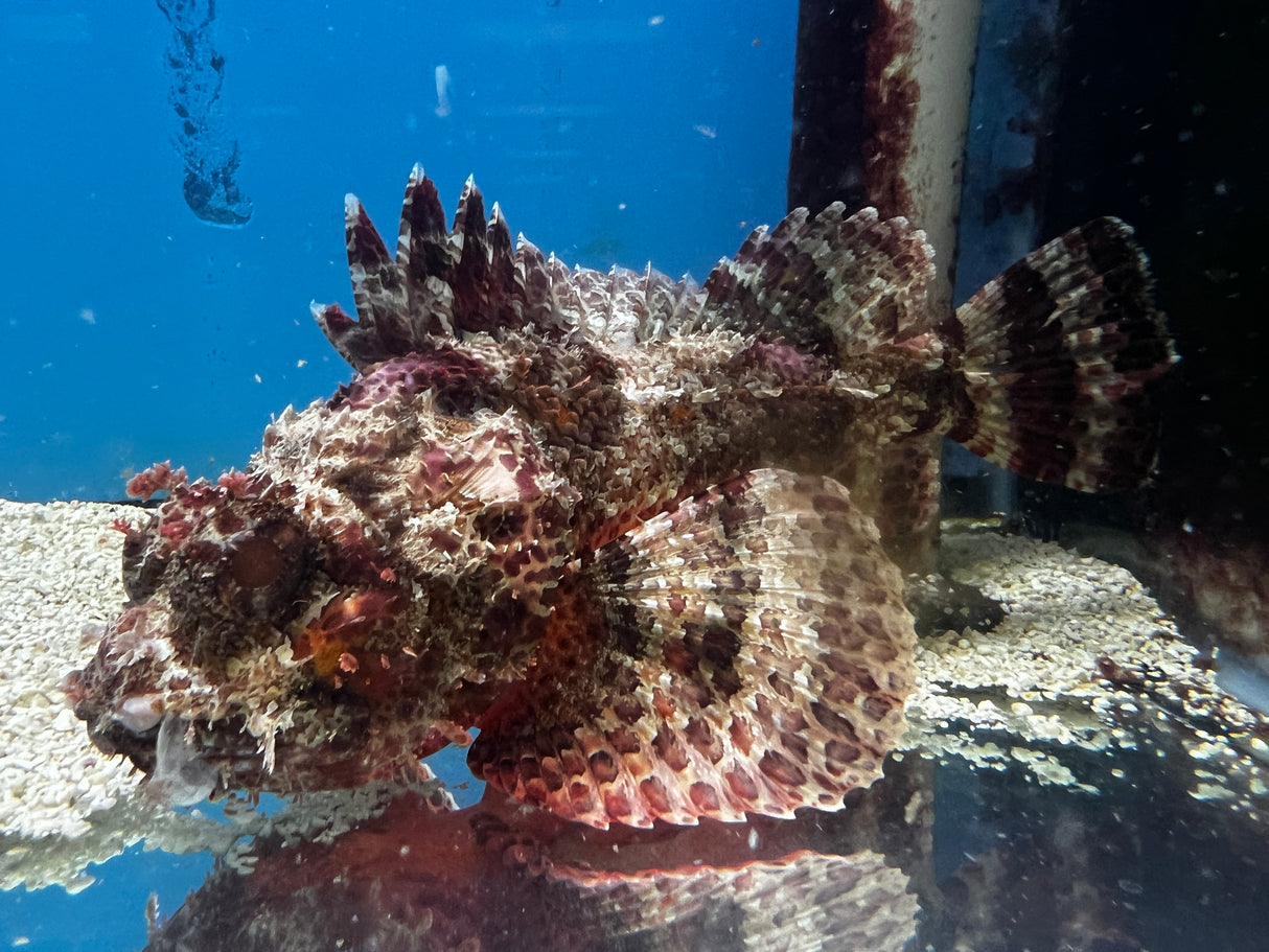 Red Scorpionfish
