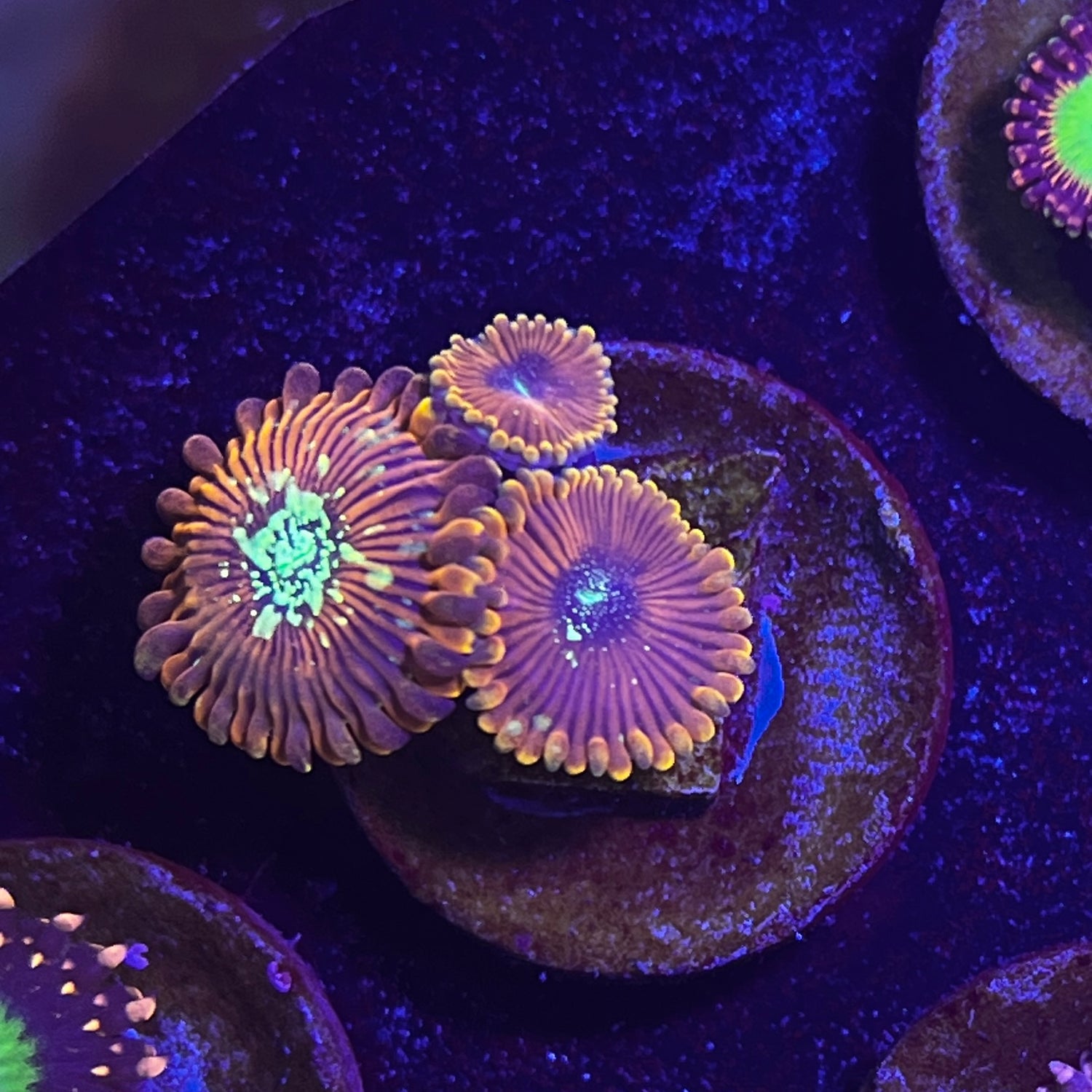 Magician Zoanthid