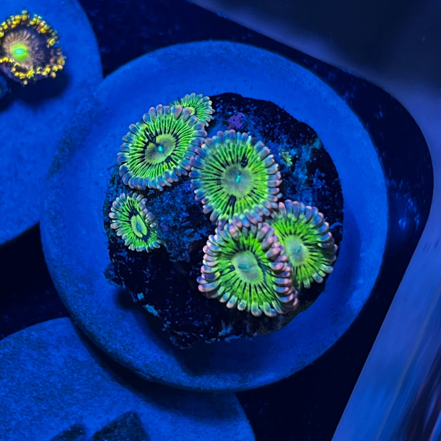 Pink Skirt Zoanthid