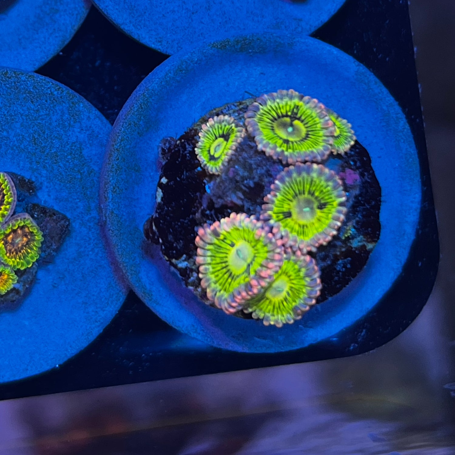 Pink Skirt Zoanthid