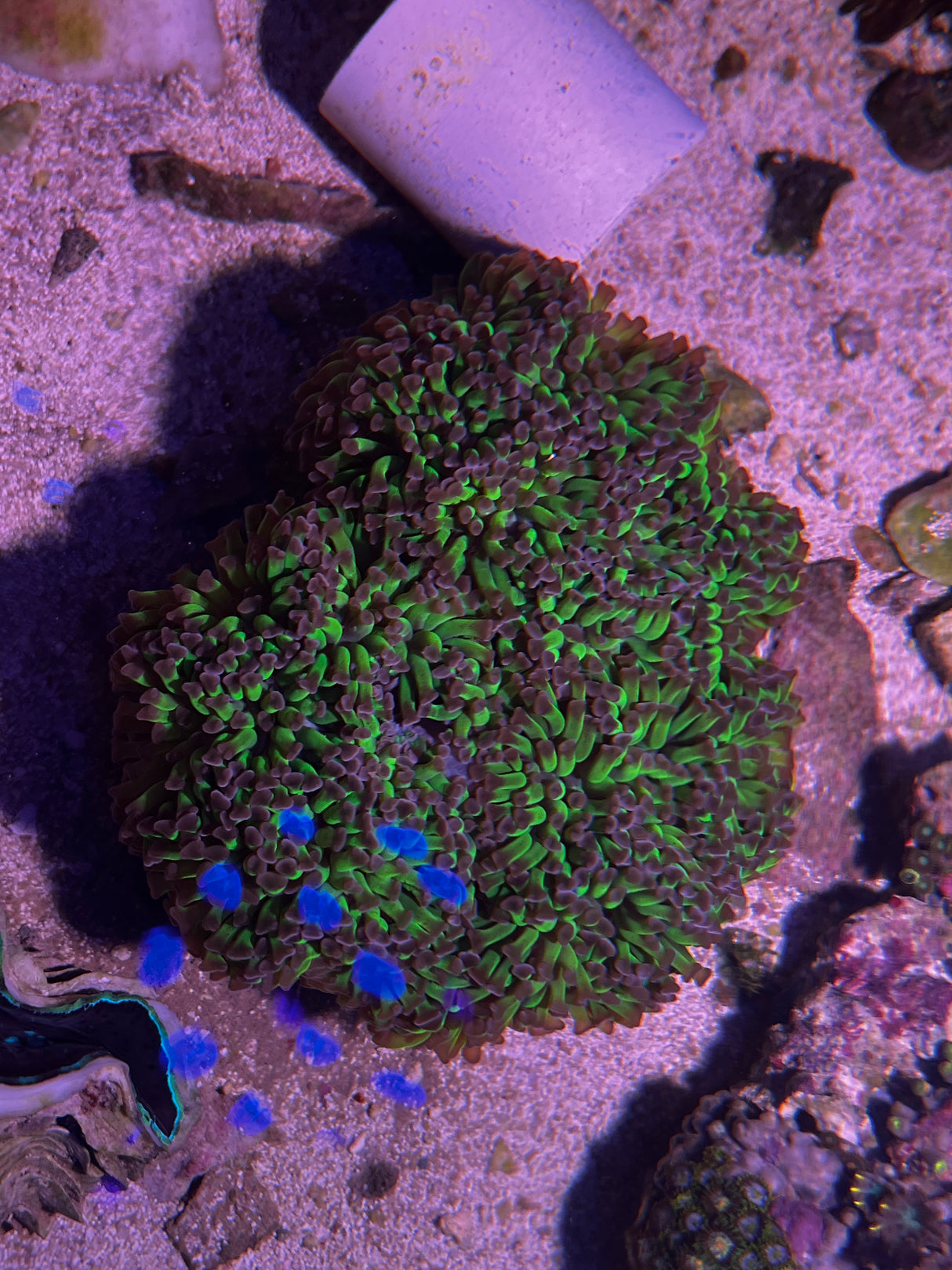 Bicolor Hammer colony