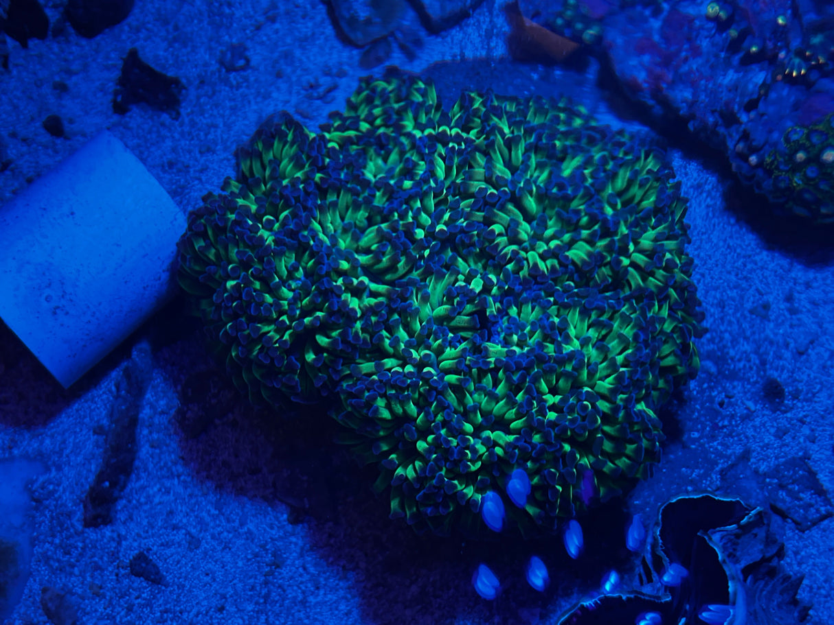 Bicolor Hammer colony