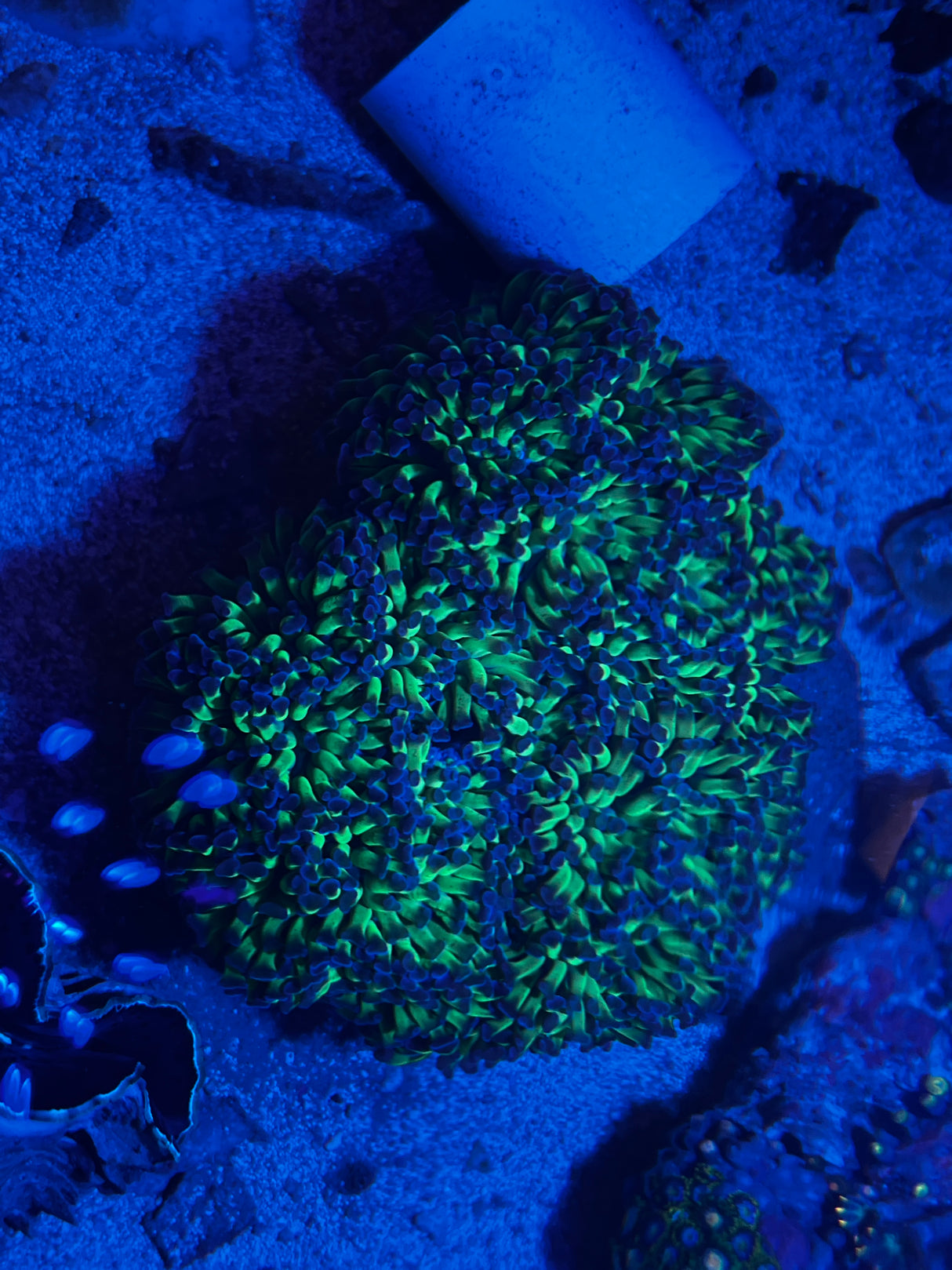 Bicolor Hammer colony