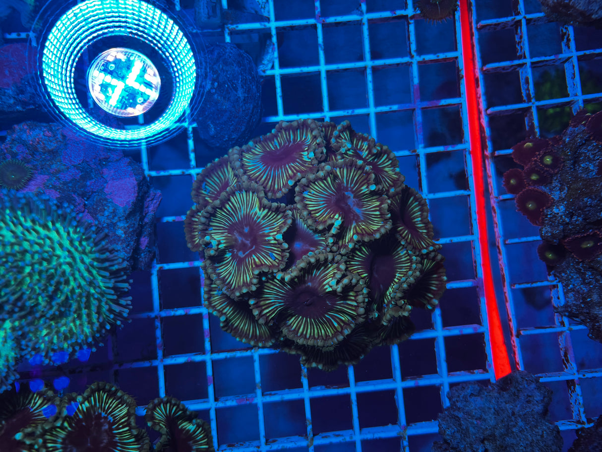 Cinnamon/Grandis Paly