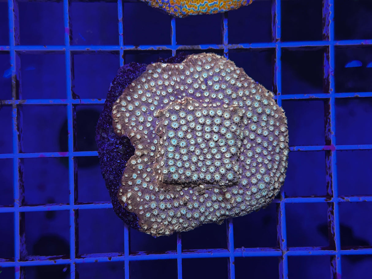 Rose Gold Cyphastrea