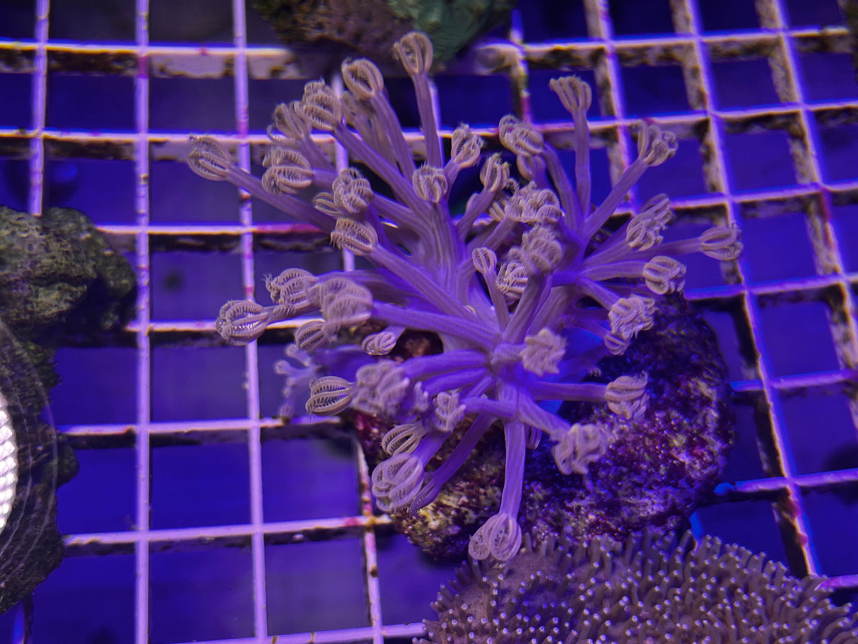 Blue Starlight Cespitularia