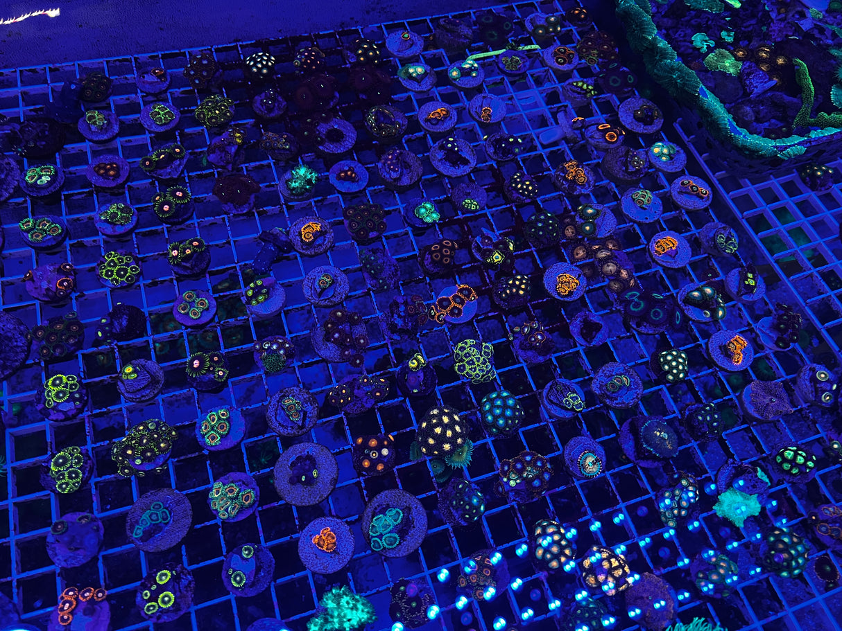 Zoanthid Mystery Box (4-Pack)