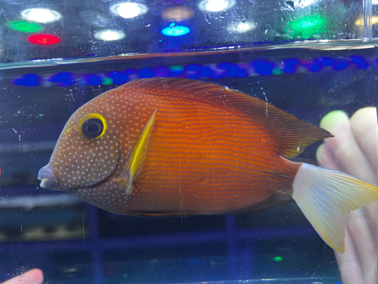 White-Tail Bristletooth Tang – Ctenochaetus flavicauda