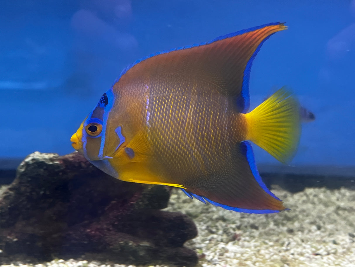 Adult Queen Angelfish