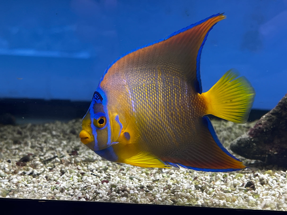 Adult Queen Angelfish