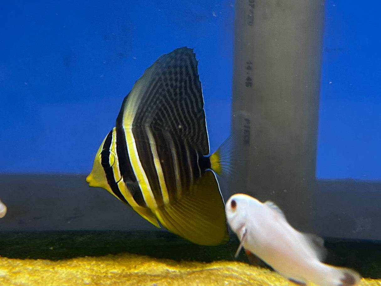 Sailfin Tang – Zebrasoma veliferum