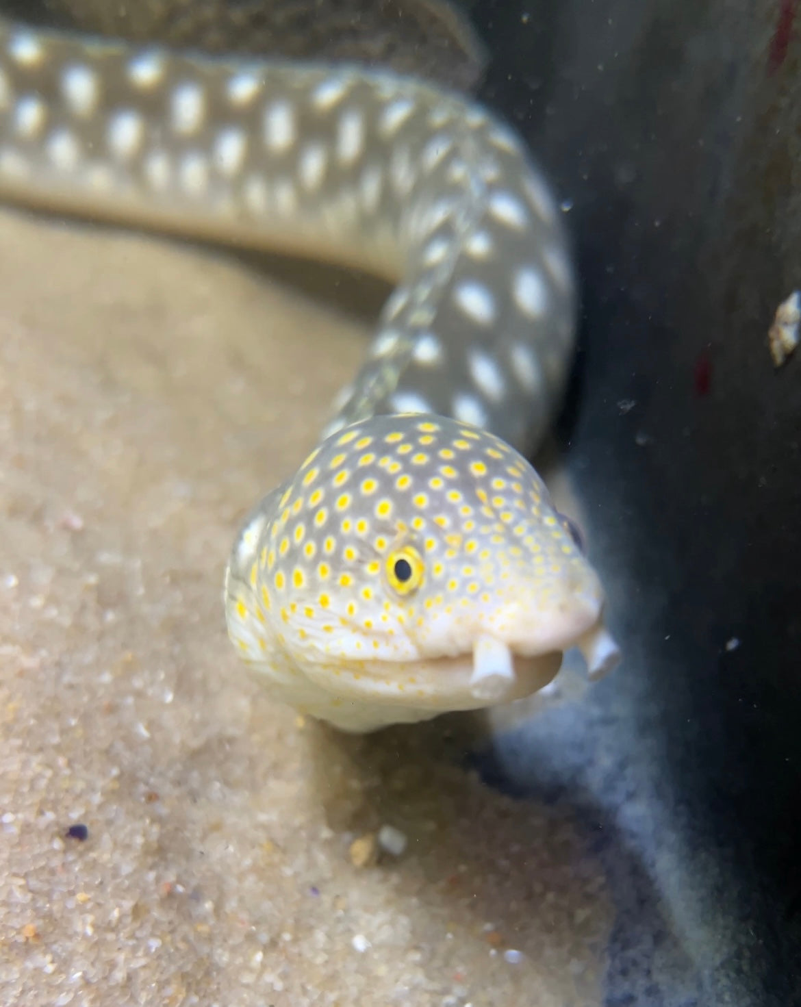 Large Spotted Snake Eel