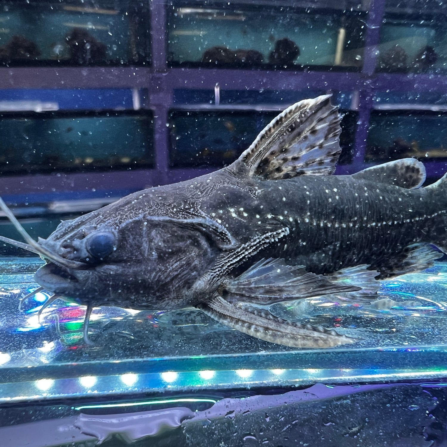 Driftwood Catfish