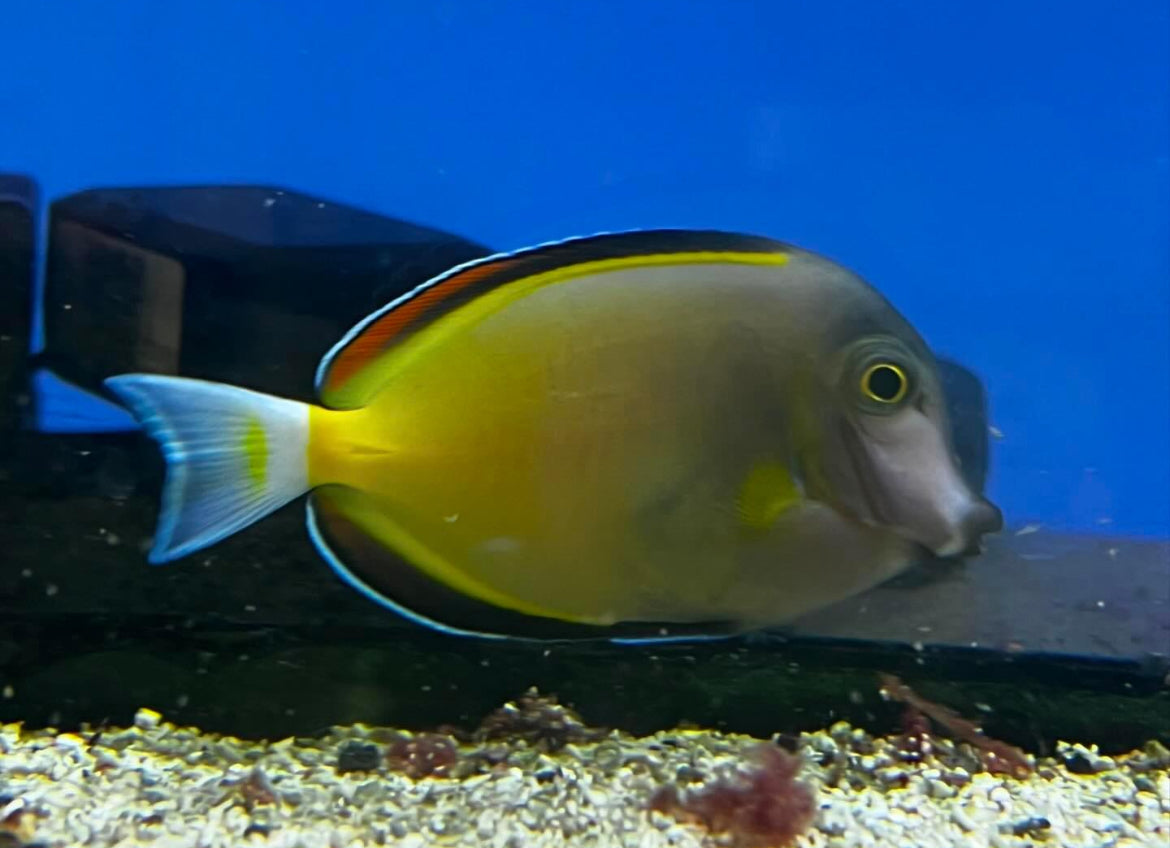 Powder Brown Tang – Acanthurus japonicus