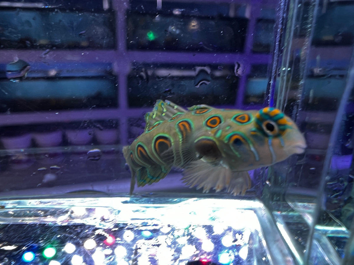 Captive bred Spotted Target Mandarin Synchiropus picturatus (Eating flakes!)