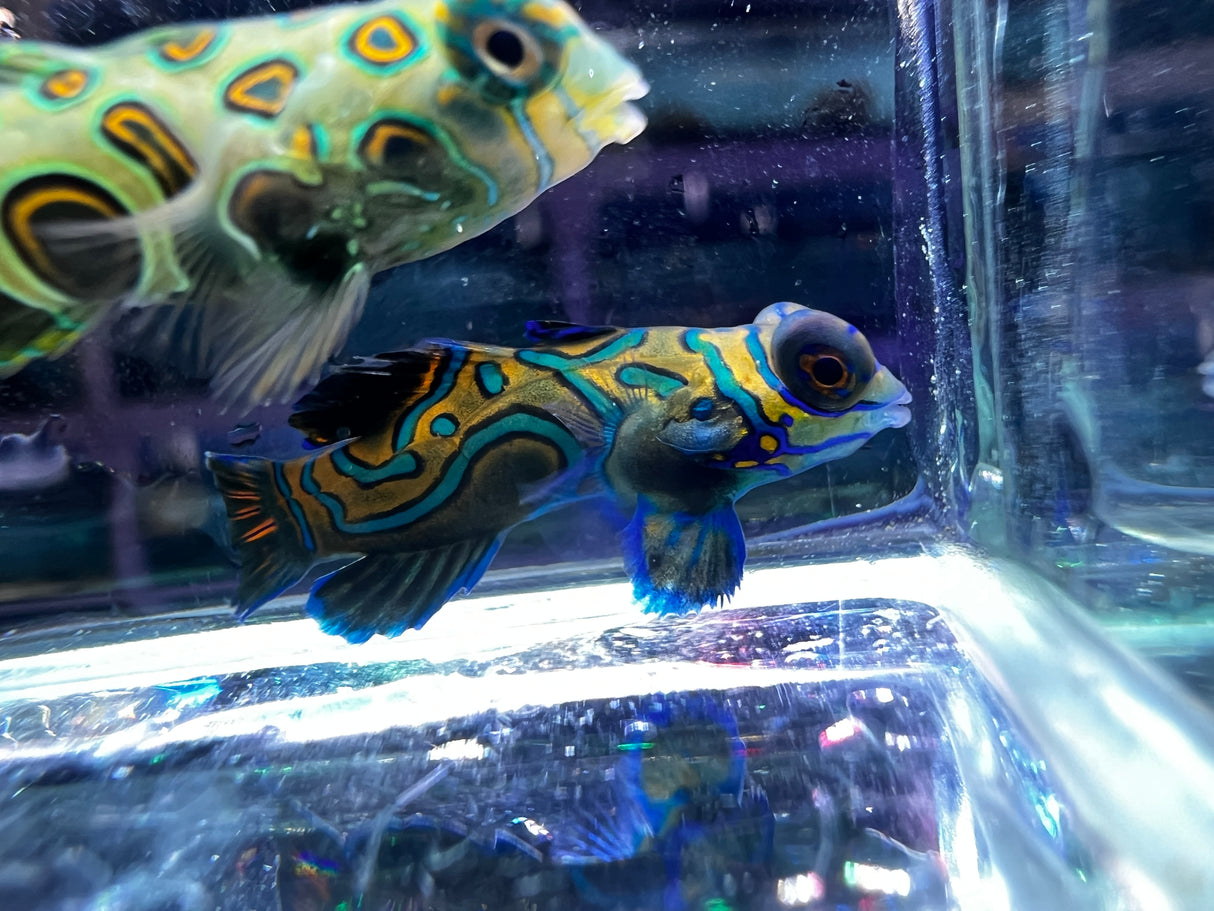 Captive Bred Blue Psychedelic Mandarin