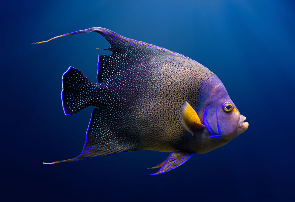 Koran Angelfish Adult