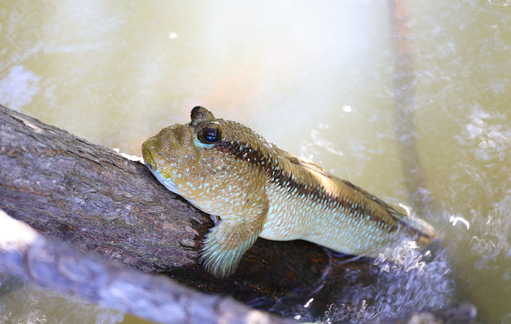 Mudskipper Goby Fish