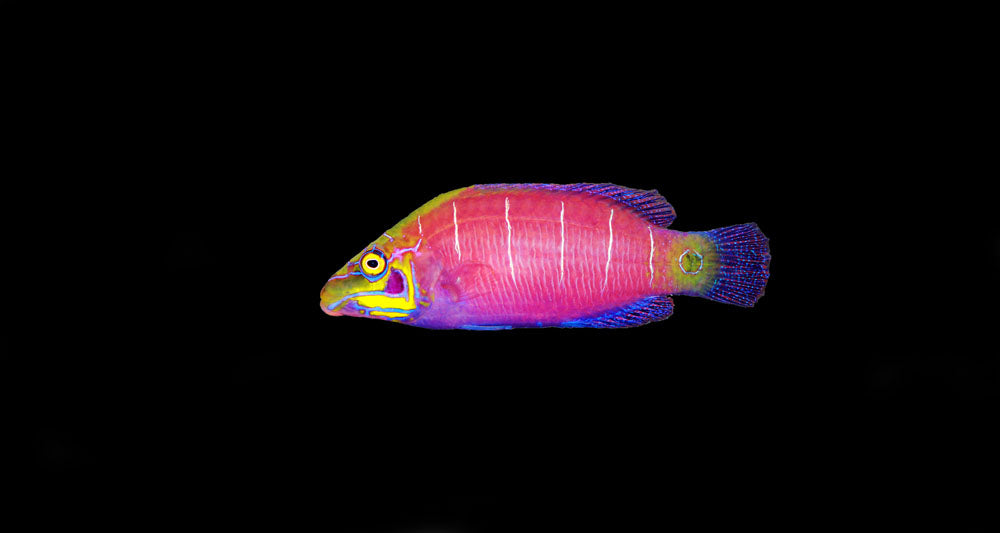 Mystery Wrasse