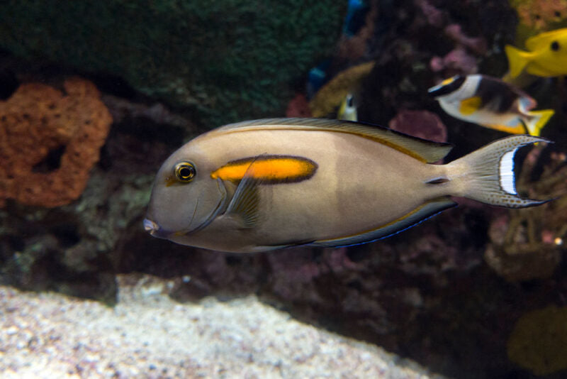 Orange Shoulder Tang Juvenile– Acanthurus olivaceus