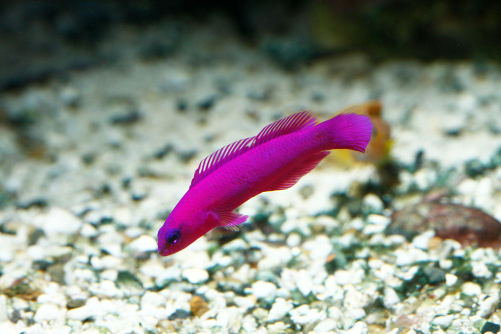 Orchid Dottyback Fish