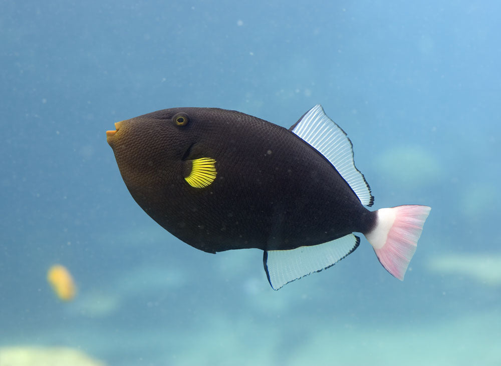 Pinktail Triggerfish
