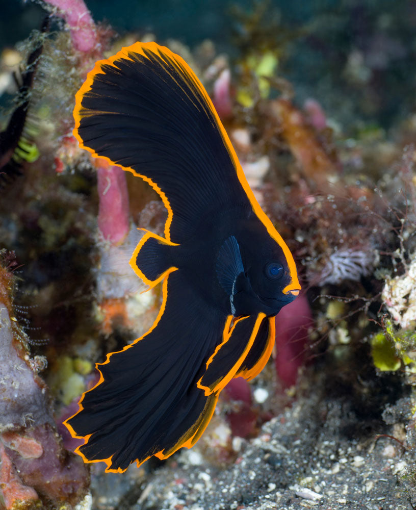 Pinnatus Batfish