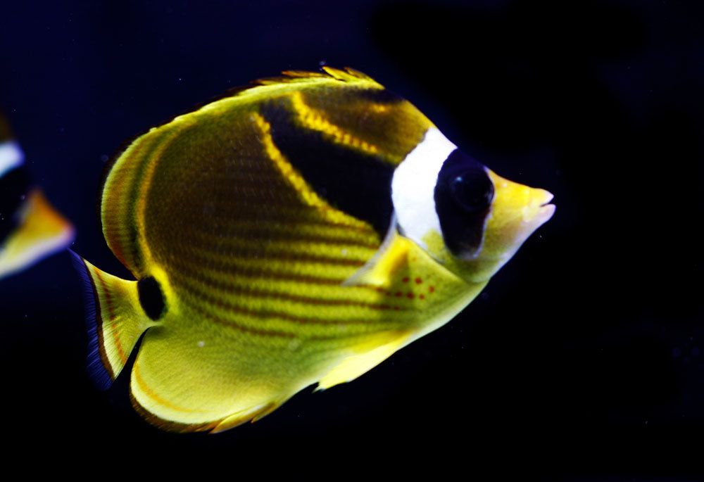 Raccoon Butterflyfish