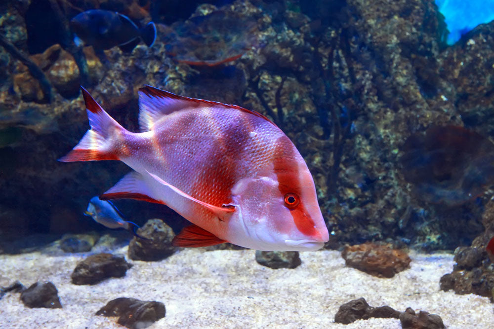 Red Emperor Snapper Fish
