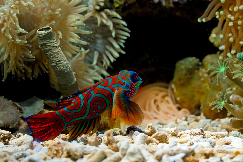 Red Mandarin Fish