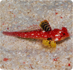 Ruby Red Dragonet