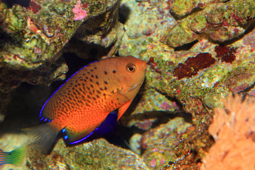 Rusty Angelfish
