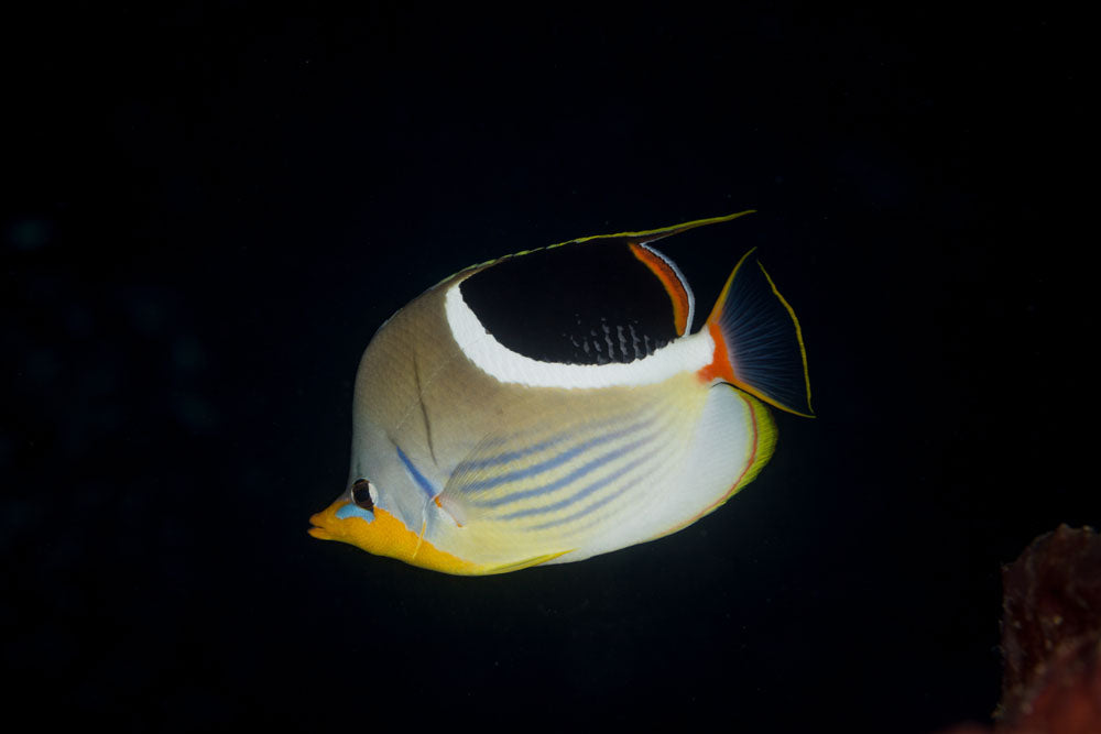 Saddleback Butterflyfish