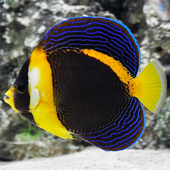 Scribbled Angel Fish