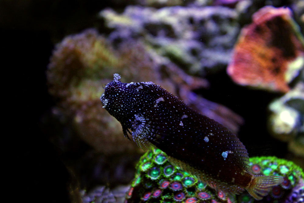 Starry Blenny Fish
