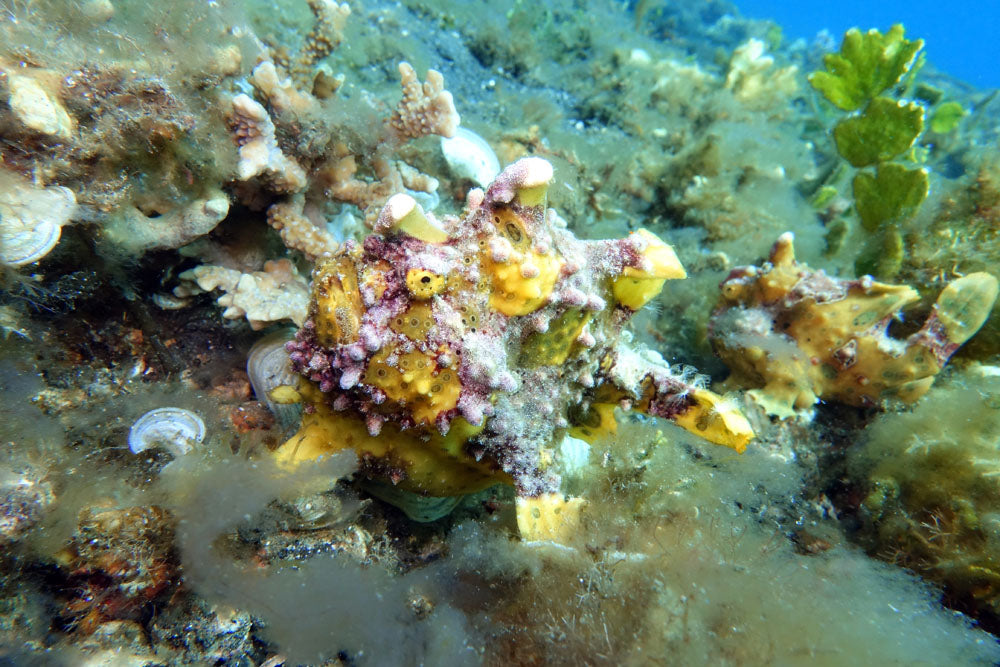 Wartskin Frogfish