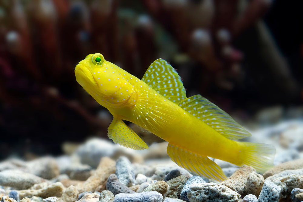 Yellow Watchman Goby Fish