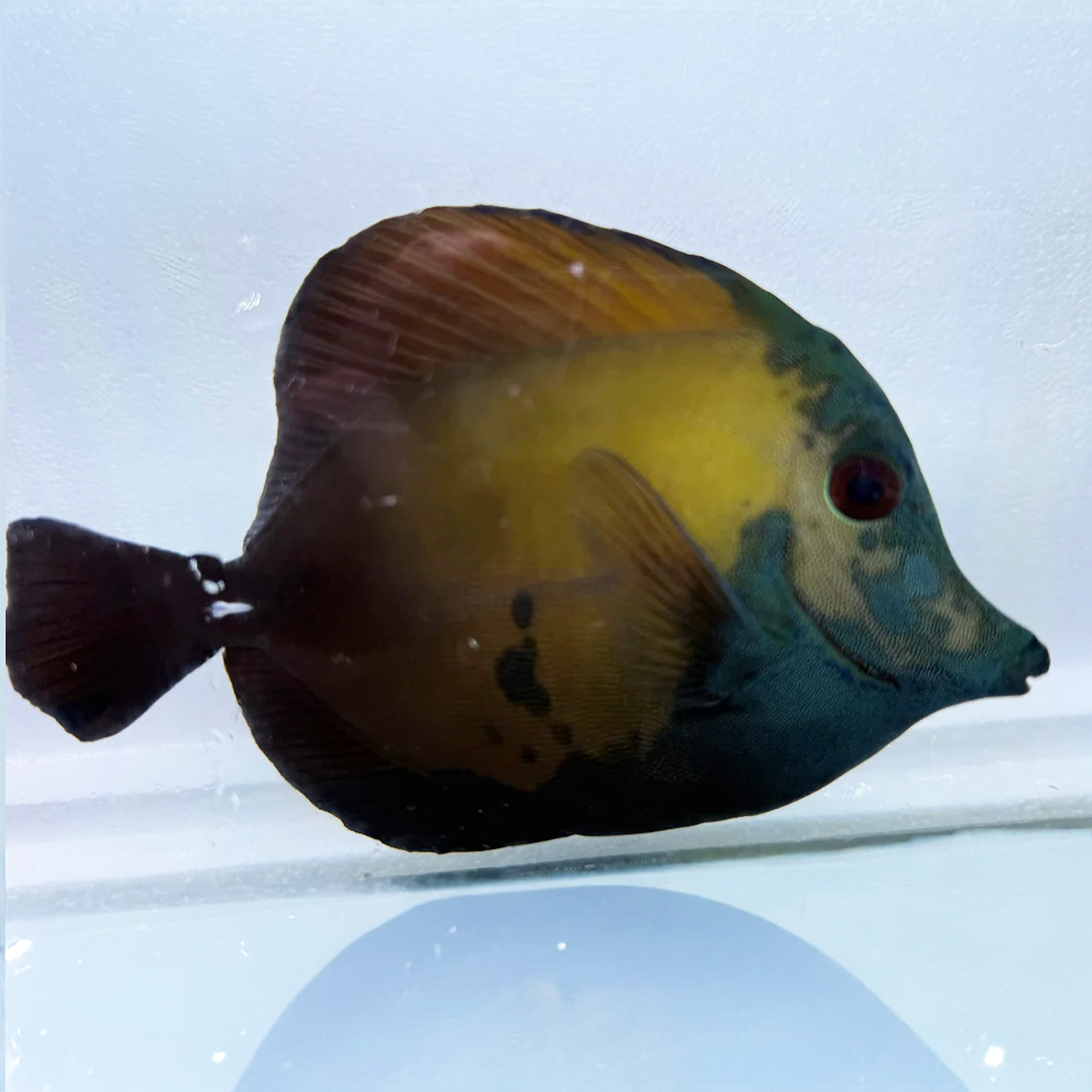 Blue Face Koi Scopas Tang 6