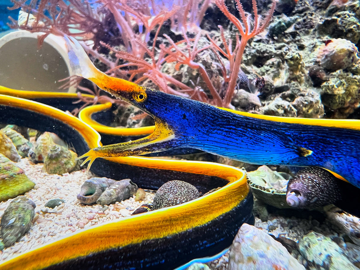Blue Ribbon Eel