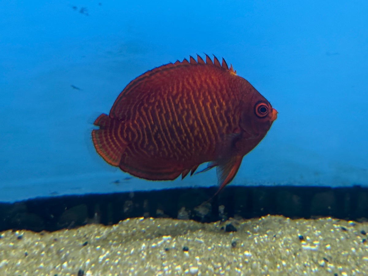 Golden Angelfish