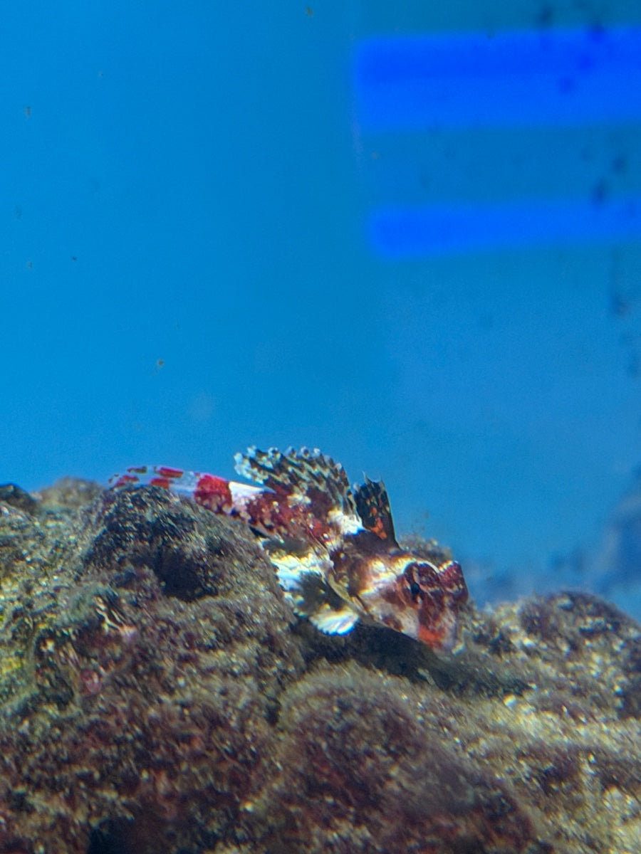 Red Scooter Blenny Fish