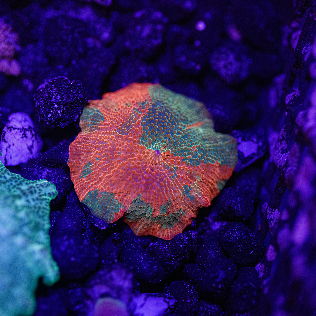Ultra Candy Crush discosoma mushroom Orange and green
