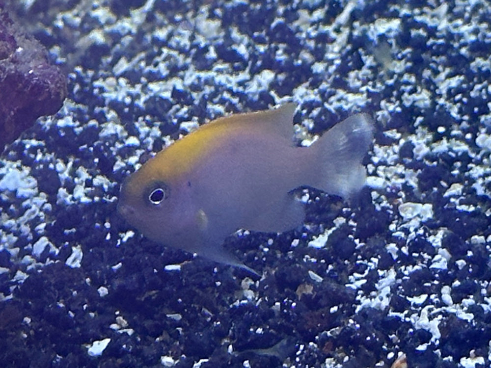 Pink Smith Damselfish